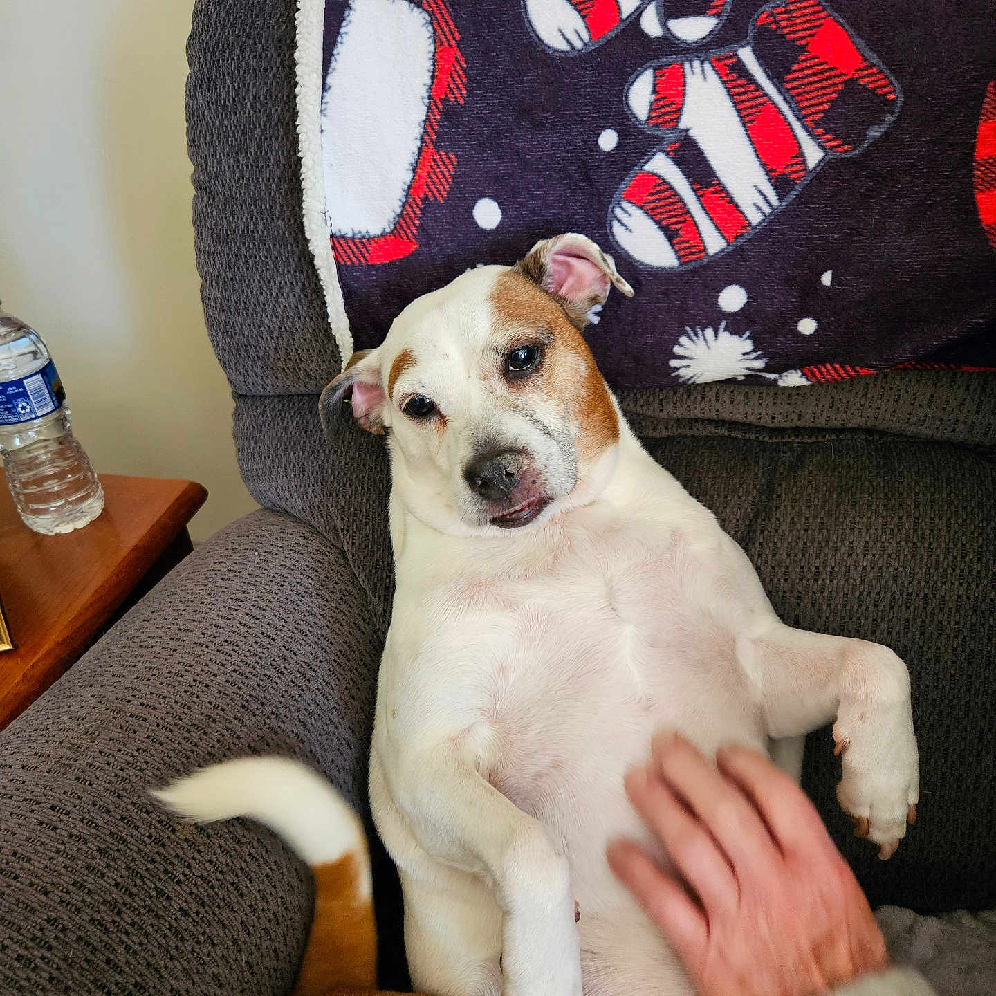 Patchea is registered to the contest to win money with this photo: animal, armchair, blanket, brown, closeup, comfort, companion, cozy, cute, dog, domestic, fur, hand, human, indoor, pet, relaxed, resting, tail, white