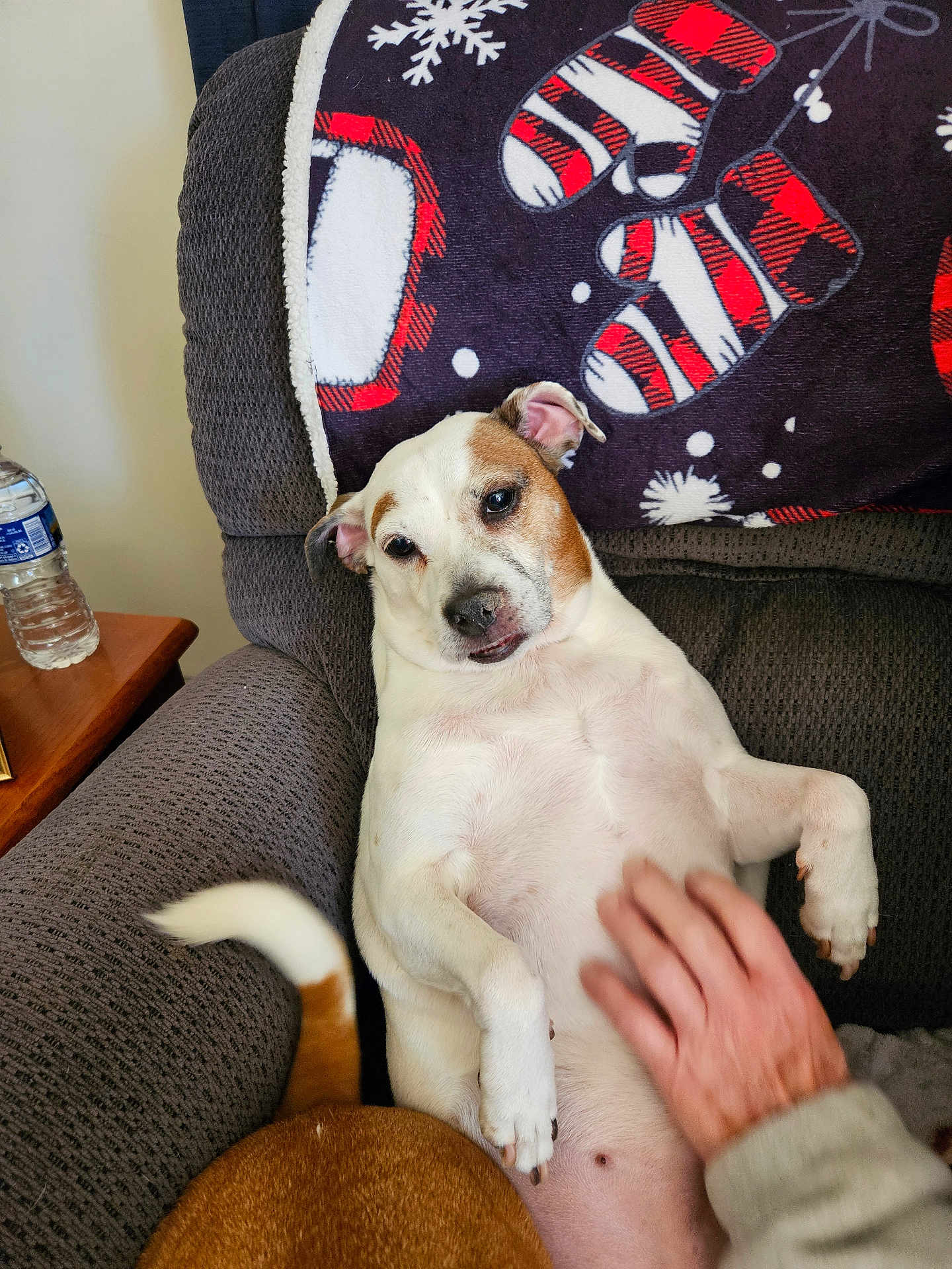 Patchea is registered to the contest to win money with this photo: dog, armchair, blanket, hand, pet, indoor, relaxed, white, brown, fur, tail, cozy, comfort, human, resting, closeup, companion, animal, domestic, cute
