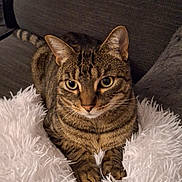 Oby a rejoint le concours — aidez-le/la à gagner de superbes lots ! cat, tabby, animal, pet, feline, cute, fluffy, cushion, sofa, indoor, whiskers, ears, paws, striped, relaxed, cozy, closeup, mammal, domestic, resting