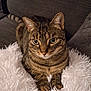 cat, tabby, animal, pet, feline, cute, fluffy, cushion, sofa, indoor, whiskers, ears, paws, striped, relaxed, cozy, closeup, mammal, domestic, resting