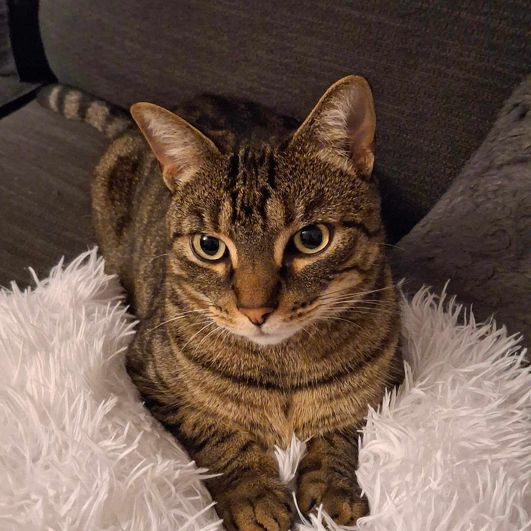 Oby a rejoint le concours — aidez-le/la à gagner de superbes lots ! animal, cat, closeup, cozy, cushion, cute, domestic, ears, feline, fluffy, indoor, mammal, paws, pet, relaxed, resting, sofa, striped, tabby, whiskers