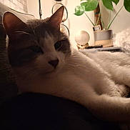 Milo participe au concours pour gagner de l'argent avec cette photo : cat, animal, pet, indoor, couch, blanket, plush_toy, plant, relaxing, fur, whiskers, face, ear, paw, shadow, cozy, home, furniture, domestic, resting