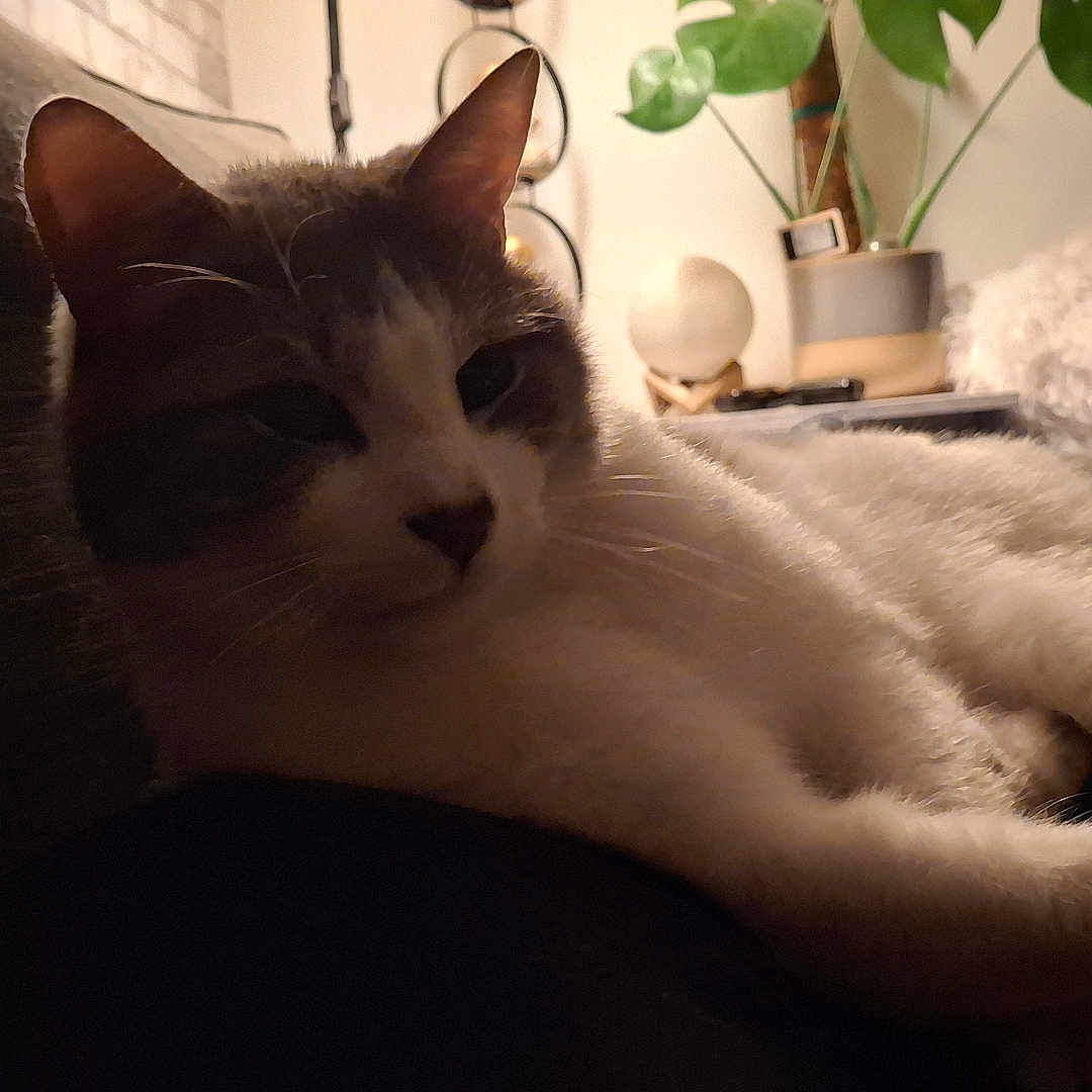 Milo