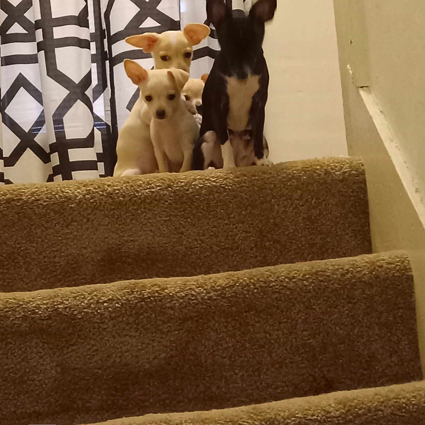 Gypsy is registered to the contest to win money with this photo: animal, architecture, building, canine, chihuahua, couch, dog, furniture, handrail, hound, house, housing, husky, kangaroo, labradorretriever, pet, poodle, puppy, staircase, terrier