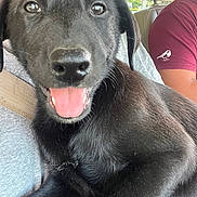 Mamba joined the competition — help win amazing prizes! puppy, dog, black_dog, close_up, tongue_out, pet, animal, car_interior, seat, person, casual_clothing, happy, cute, fur, lap, indoors, smiling, young_dog, companionship, relaxed