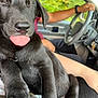Mamba is registered to the contest to win money with this photo: puppy, dog, black_dog, tongue_out, car_interior, person, driving, steering_wheel, hand, seat, window, greenery_outside, pet, cute, animal, close_up, blurred_background, candid, indoor, transportation