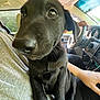 Mamba is registered to the contest to win money with this photo: puppy, dog, black_dog, pet, car_interior, person, lap, steering_wheel, driver, seat, window, daylight, close_up, animal, canine, cute, companionship, indoors, human_hand, casual