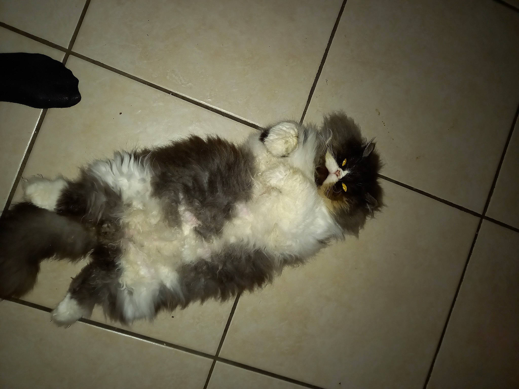 Guyzmo a rejoint le concours — aidez-le/la à gagner de superbes lots ! canidae, carnivore, cat, claw, dog_breed, domestic_short_haired_cat, felidae, flooring, foot, fur, monochrome, monochrome_photography, paw, shadow, small_to_medium_sized_cats, snout, sporting_group, tail, terrestrial_animal, whiskers