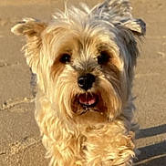 Fibi participe au concours pour gagner de l'argent avec cette photo : dog, beach, sand, fluffy, happy, pet, canine, outdoor, sunlight, walking, closeup, animal, fur, ears, tongue, cute, nature, daytime, mammal, playful