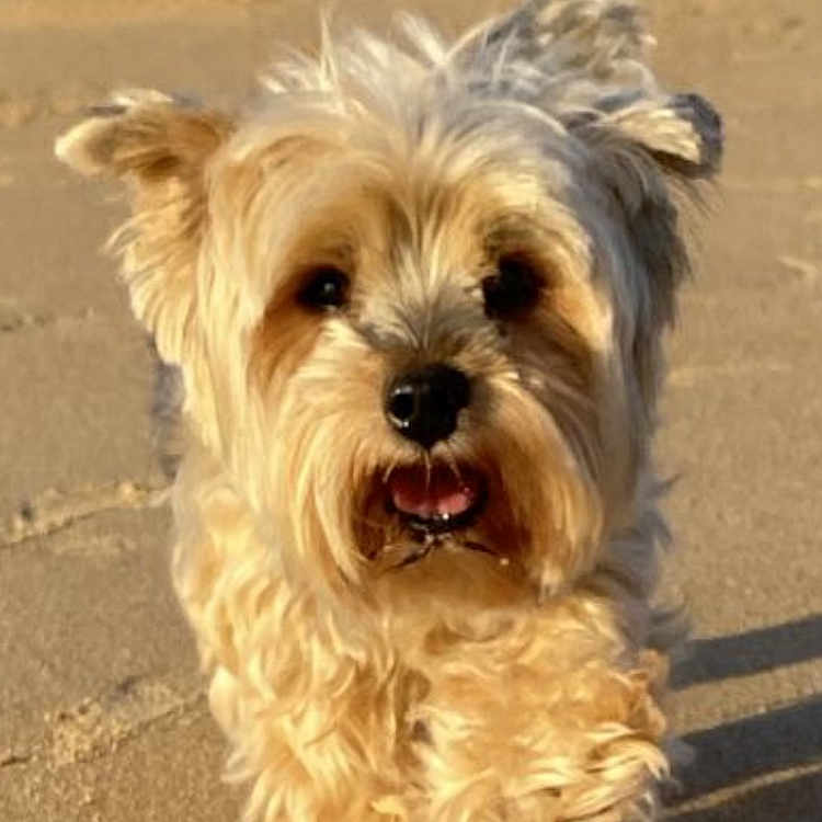 Fibi participe au concours pour gagner de l'argent avec cette photo : animal, beach, canine, closeup, cute, daytime, dog, ears, fluffy, fur, happy, mammal, nature, outdoor, pet, playful, sand, sunlight, tongue, walking