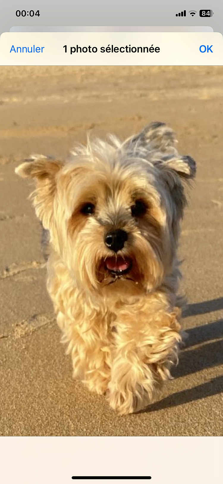 Fibi participe au concours pour gagner de l'argent avec cette photo : dog, beach, sand, fluffy, happy, pet, canine, outdoor, sunlight, walking, closeup, animal, fur, ears, tongue, cute, nature, daytime, mammal, playful