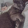 animal, cat, close_up, cozy, curious, curled_paws, cute, fabric, feline, gray_cat, hair, home, indoor, paws, person, pet, relaxed, snuggling, soft, water_bottle