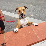 Tyson a rejoint le concours — aidez-le/la à gagner de superbes lots ! brick_wall, brown_dog, canine, collar, daylight, dog, fire_hydrant, happy, human_hand, leash, outdoor, pavement, paw, person, pet, playful, sidewalk, street, urban, white_spots