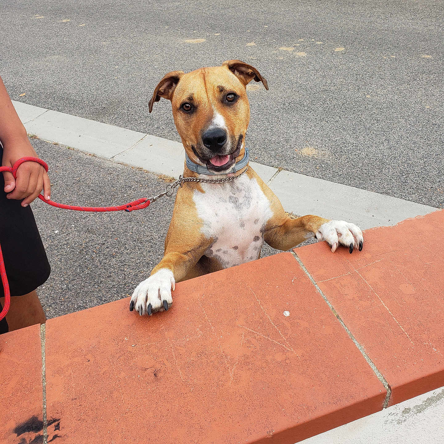 Tyson a rejoint le concours — aidez-le/la à gagner de superbes lots ! brick_wall, brown_dog, canine, collar, daylight, dog, fire_hydrant, happy, human_hand, leash, outdoor, pavement, paw, person, pet, playful, sidewalk, street, urban, white_spots