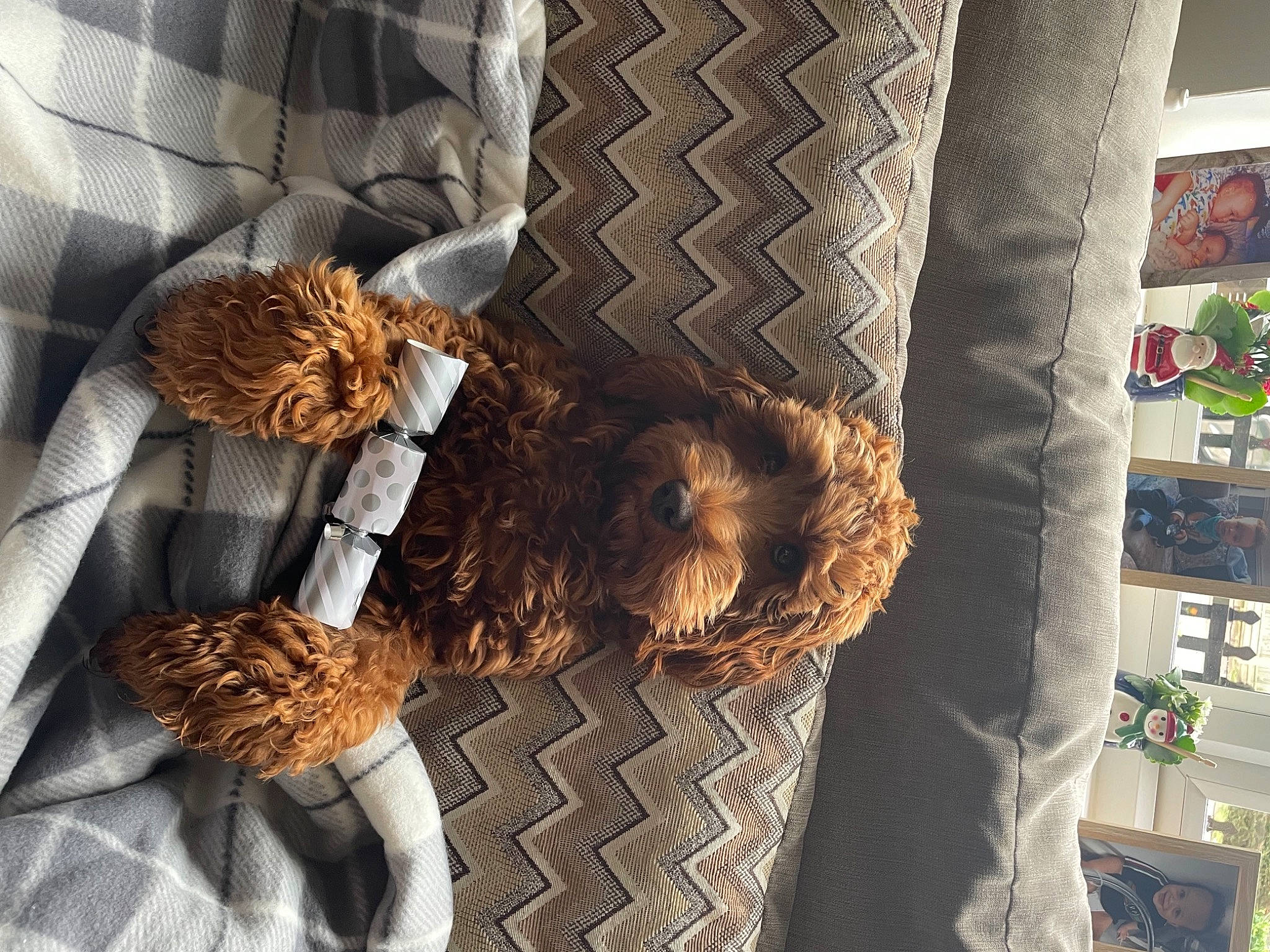 Maisie joined the competition — help win amazing prizes! comfort, fashion, fashion_accessory, fawn, feather, felidae, floor, flooring, fur, hairstyle, human_leg, linens, metal, pattern, plant, room, tail, toy, tree, wood