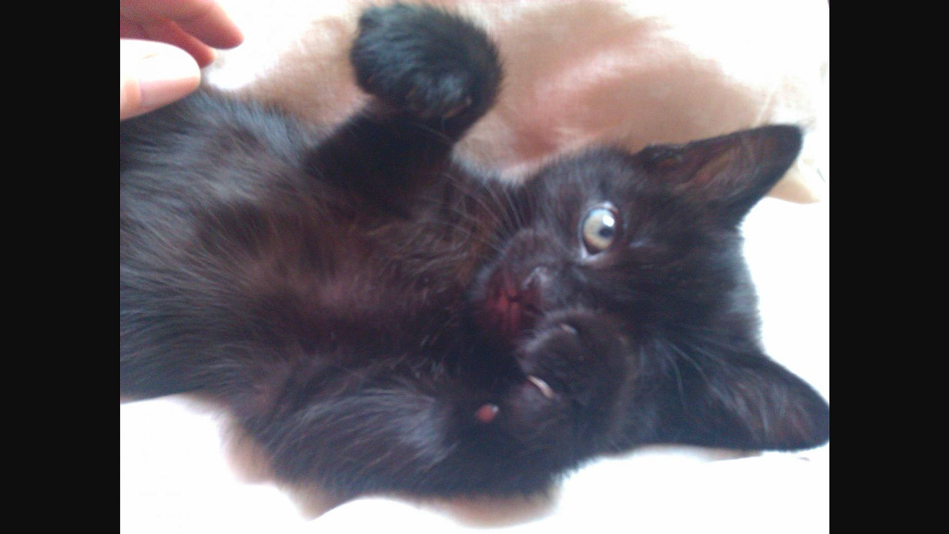 Mercy joined the competition — help win amazing prizes! asian, black_cat, bombay, burmese, carnivore, cat, domestic_long_haired_cat, ear, felidae, fur, kitten, mammal, photo_caption, polydactyl_cat, small_to_medium_sized_cats, snout, vertebrate, whiskers