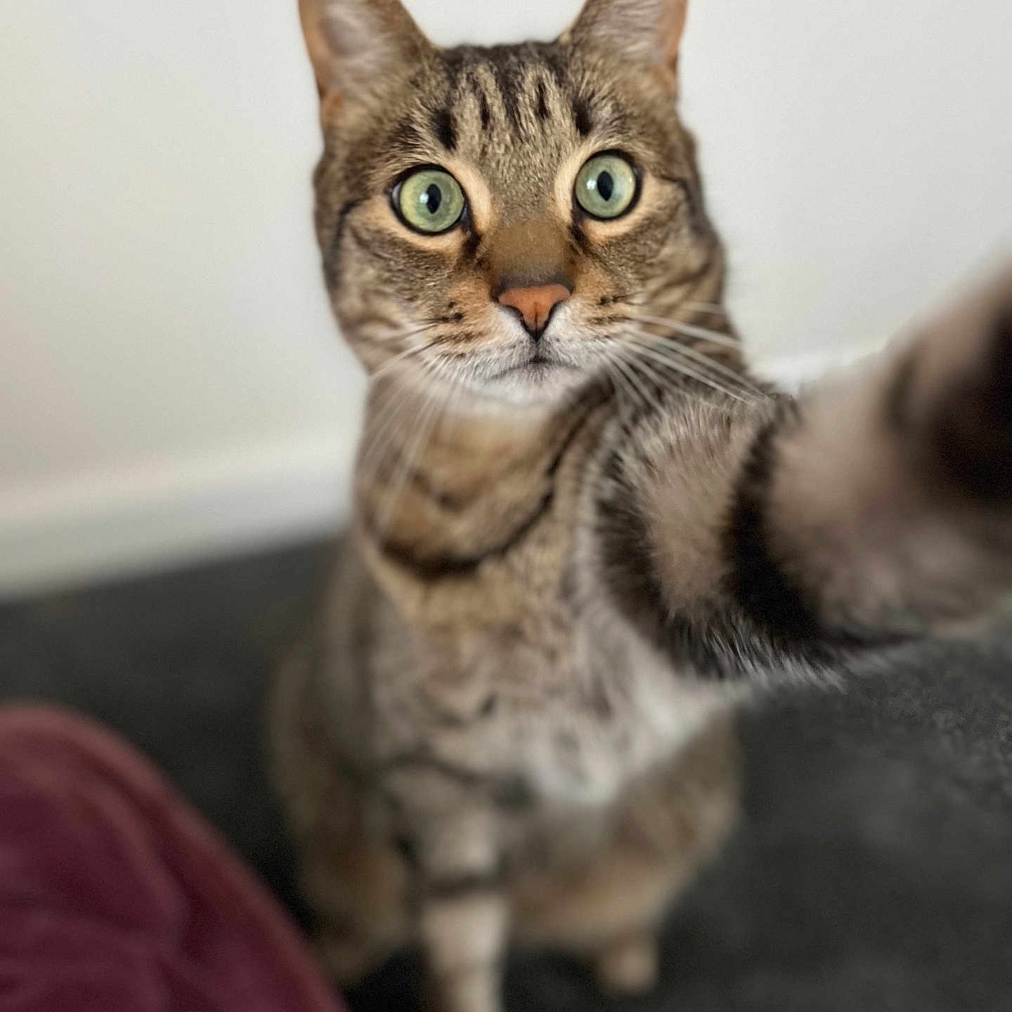 Abe joined the competition — help win amazing prizes! cat, tabby, pet, animal, feline, whiskers, paw, closeup, indoor, curious, green_eyes, fur, portrait, mammal, looking, attention, blurred_background, cute, domestic, playful