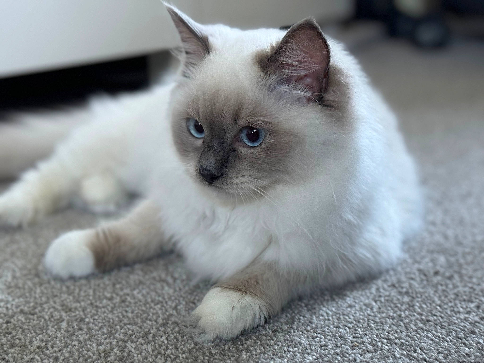 Cali is registered to the contest to win money with this photo: birman, carnivore, cat, claw, comfort, domestic_short_haired_cat, eye, fawn, felidae, flooring, foot, fur, paw, siamese, sitting, small_to_medium_sized_cats, snout, tail, terrestrial_animal, whiskers