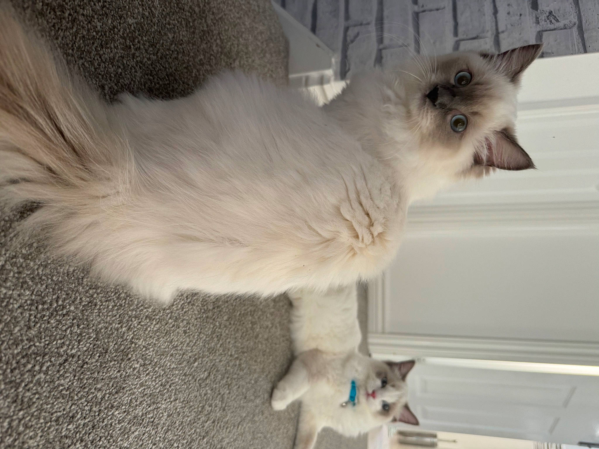 Cali is registered to the contest to win money with this photo: balinese, birman, british_longhair, carnivore, cat, claw, comfort, fawn, felidae, fur, grey, paw, ragdoll, siamese, small_to_medium_sized_cats, snout, tail, thai, whiskers, window