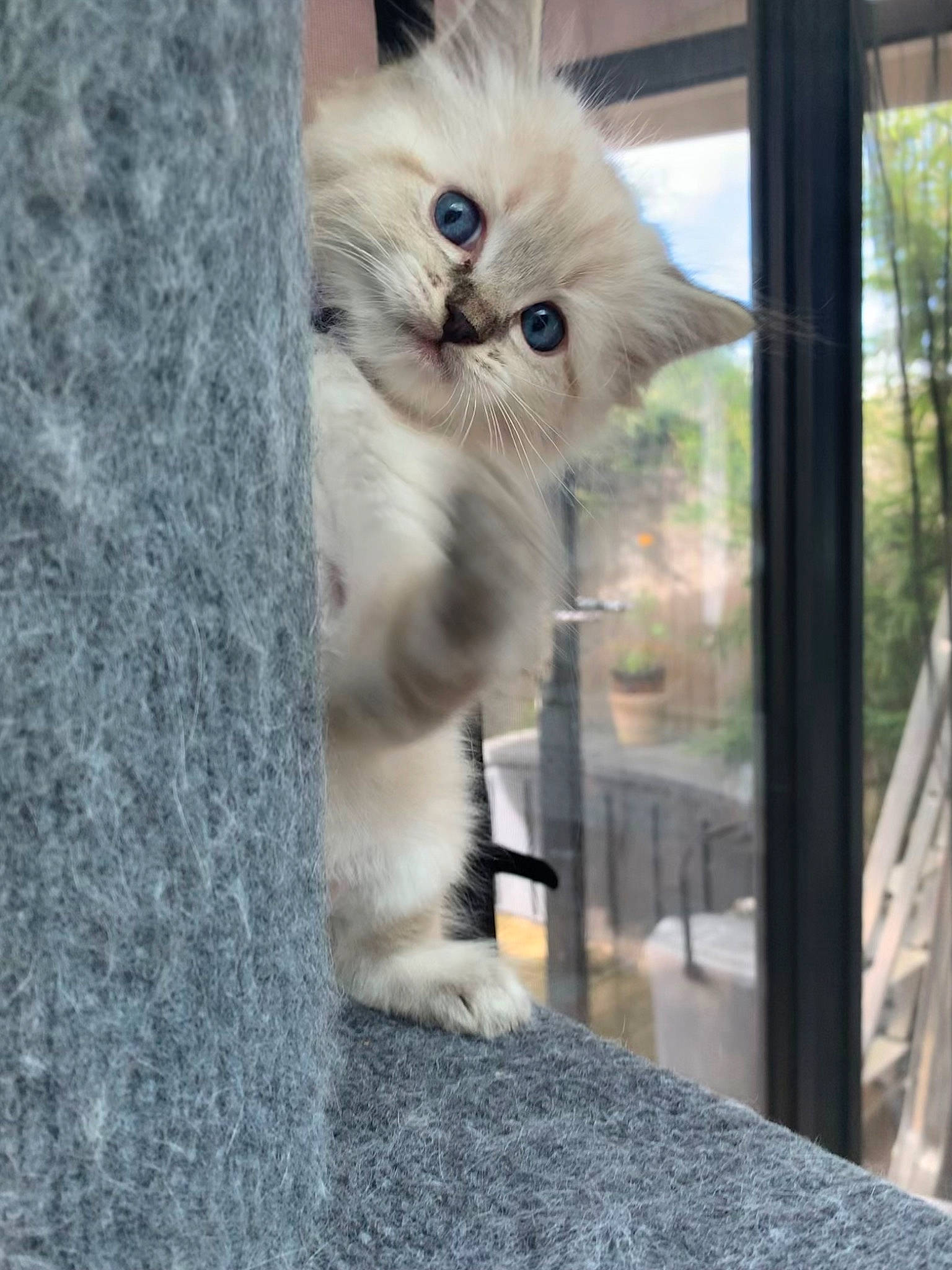 Bobby joined the competition — help win amazing prizes! british_longhair, carnivore, cat, domestic_short_haired_cat, fawn, felidae, fur, glass, grey, persian, plant, small_to_medium_sized_cats, snout, tail, tree, whiskers, window, wood