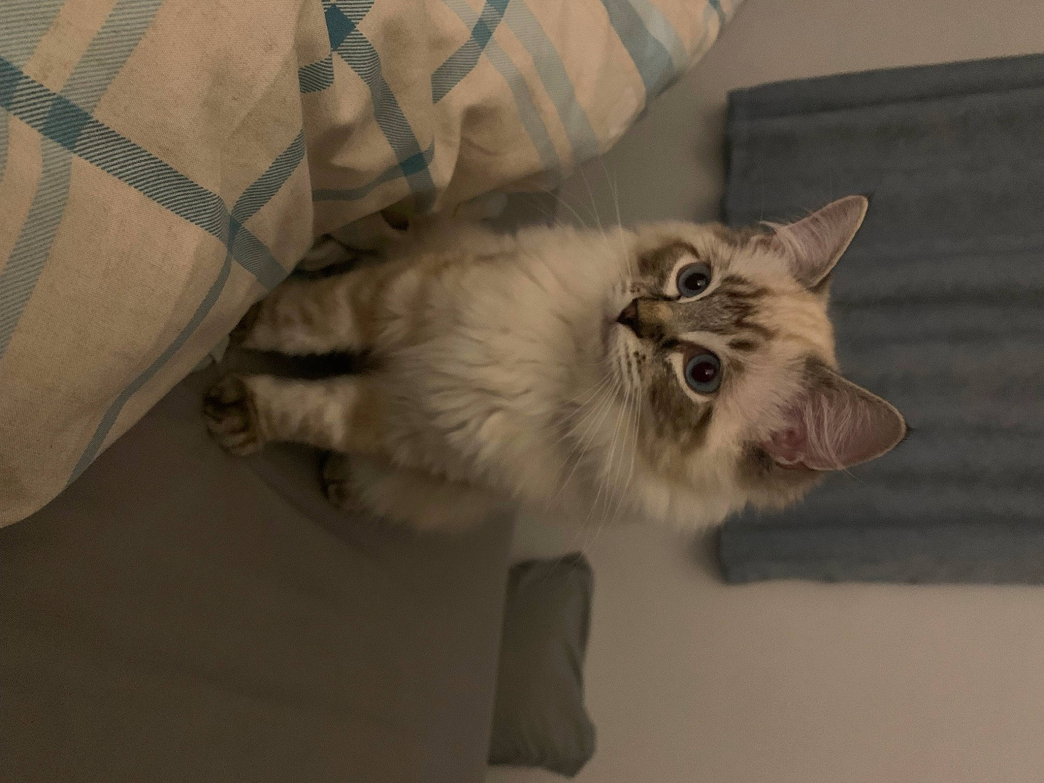 Bobby joined the competition — help win amazing prizes! british_longhair, carnivore, cat, claw, comfort, domestic_short_haired_cat, fawn, felidae, fur, paw, plant, small_to_medium_sized_cats, snout, tail, terrestrial_animal, whiskers