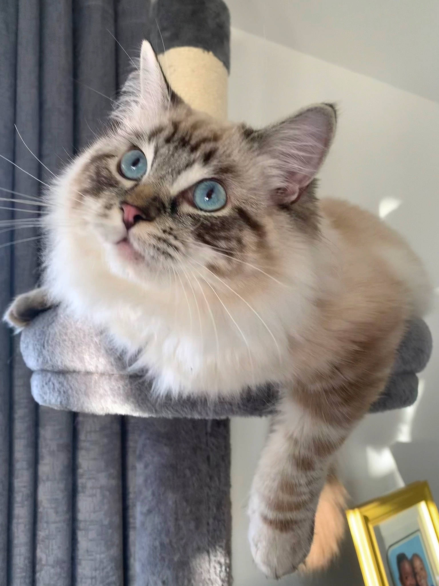 Bobby joined the competition — help win amazing prizes! box, british_longhair, carnivore, cat, claw, domestic_short_haired_cat, fawn, felidae, fur, maine_coon, paw, plant, ragdoll, sitting, small_to_medium_sized_cats, snout, tail, terrestrial_animal, whiskers, window