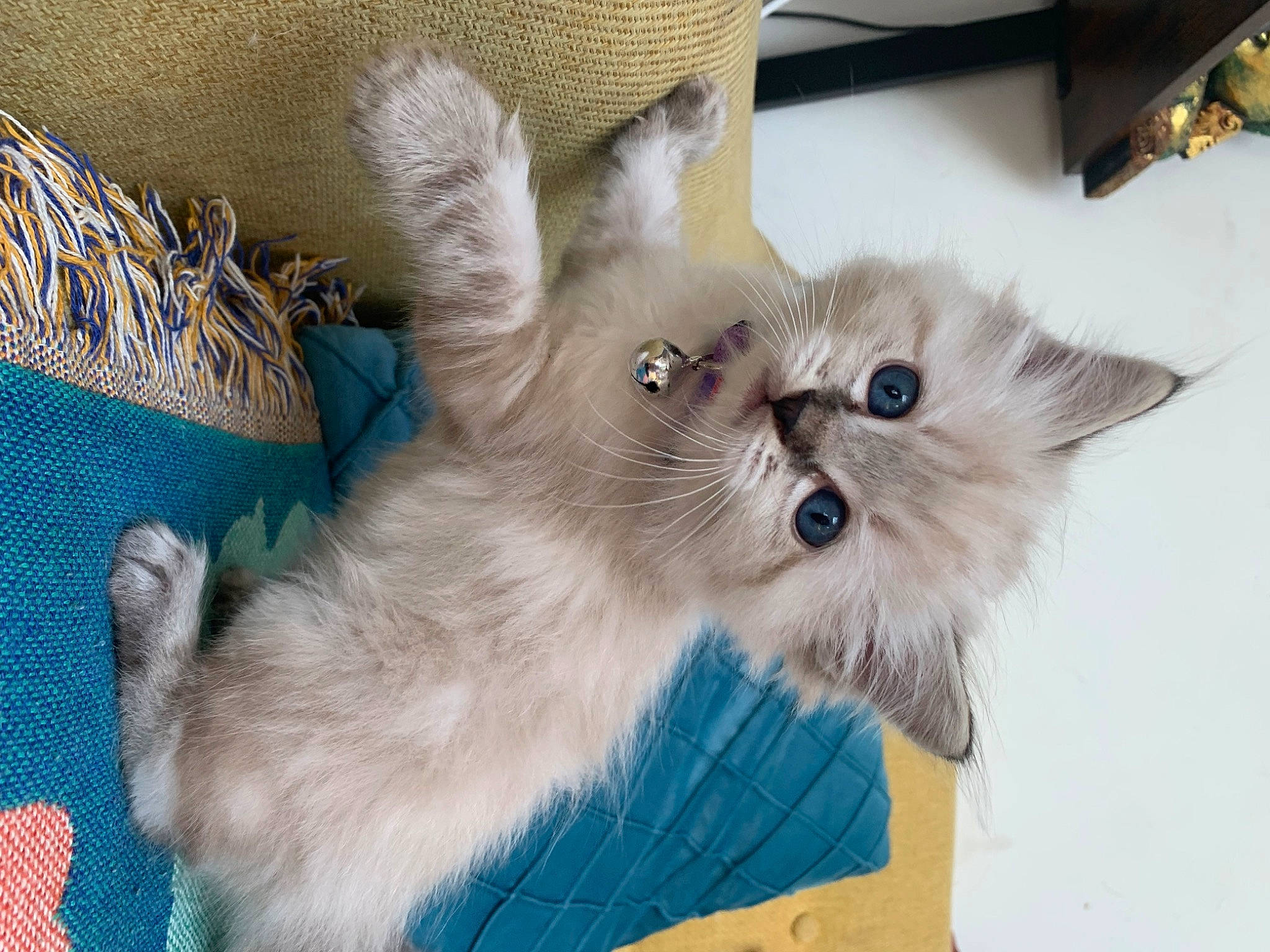 Bobby is registered to the contest to win money with this photo: basket, canidae, carnivore, cat, cat_supply, claw, companion_dog, dog_breed, domestic_short_haired_cat, eye, fashion_accessory, felidae, fur, paw, puppy, ragdoll, small_to_medium_sized_cats, snout, tail, whiskers