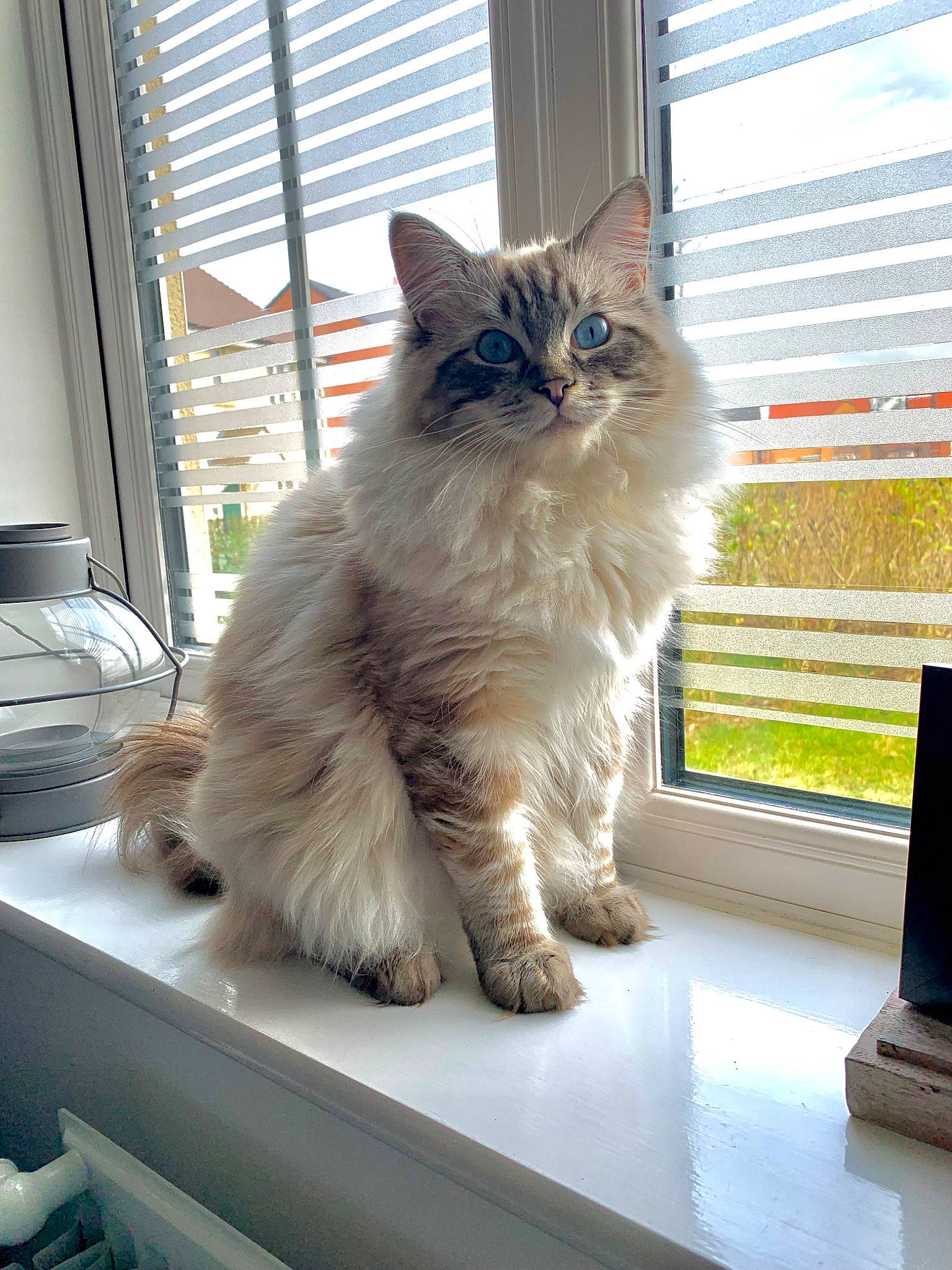 Bobby joined the competition — help win amazing prizes! british_longhair, carnivore, cat, claw, comfort, felidae, fixture, flooring, fur, glass, hardwood, small_to_medium_sized_cats, snout, tail, terrestrial_animal, whiskers, window, wood