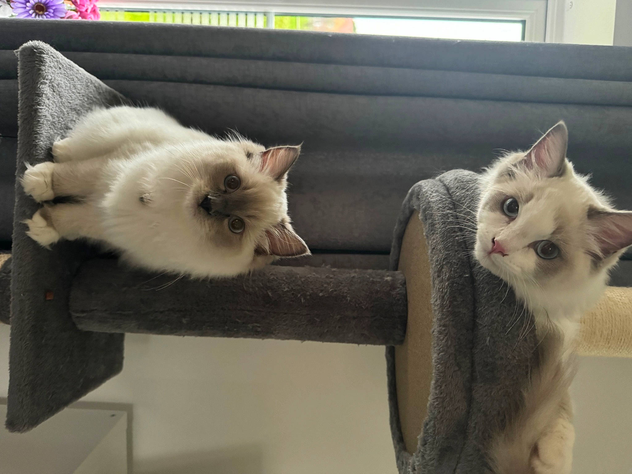 Max joined the competition — help win amazing prizes! box, cardboard, carnivore, cat, cat_furniture, cat_supply, comfort, domestic_short_haired_cat, fawn, felidae, fur, mammal, paw, pet_supply, small_to_medium_sized_cats, snout, tail, vertebrate, whiskers, window