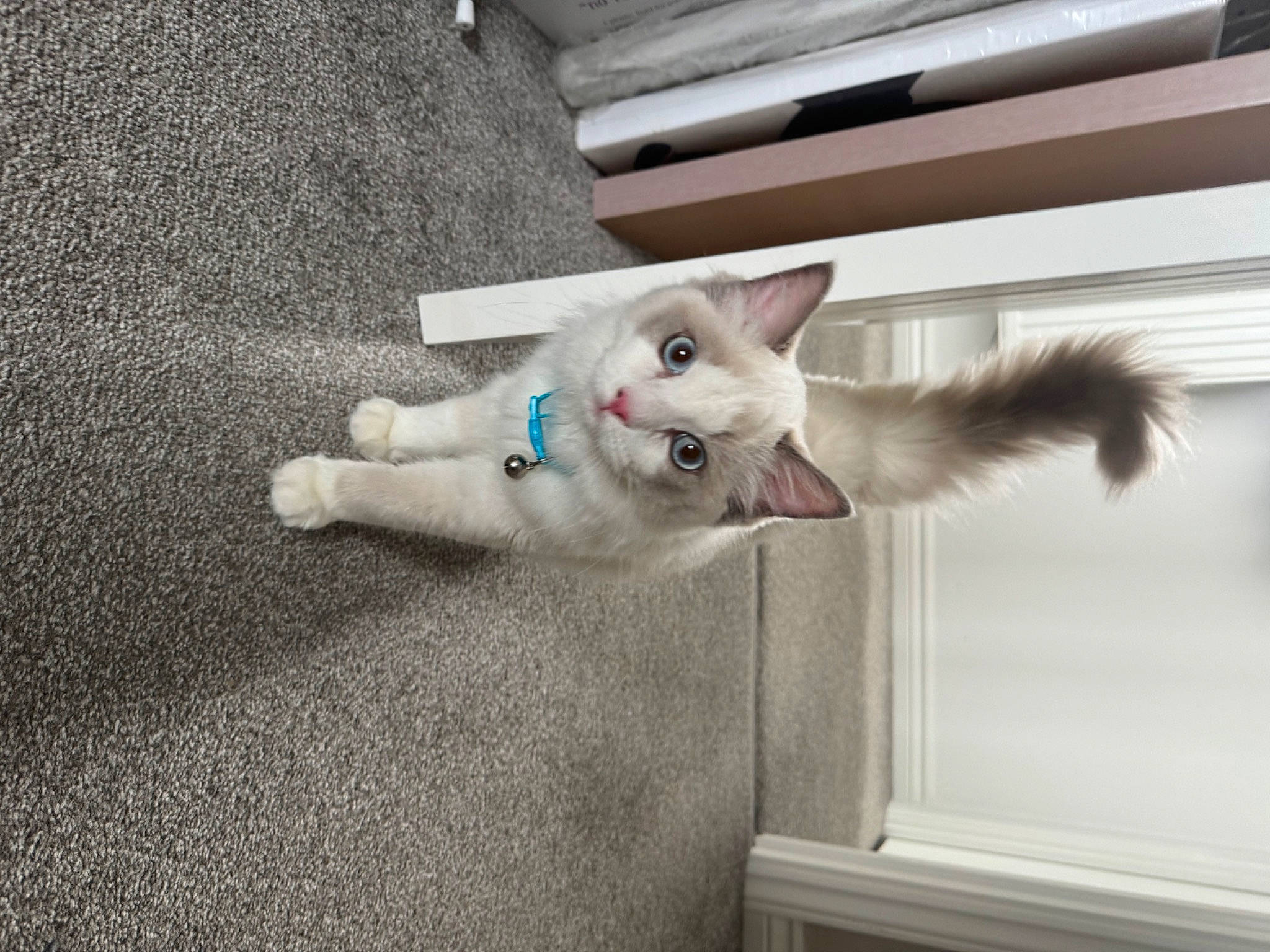 Max joined the competition — help win amazing prizes! asphalt, balinese, carnivore, cat, concrete, domestic_short_haired_cat, door, felidae, flooring, fur, grey, paw, road_surface, small_to_medium_sized_cats, snout, tail, thai, whiskers, window, wood