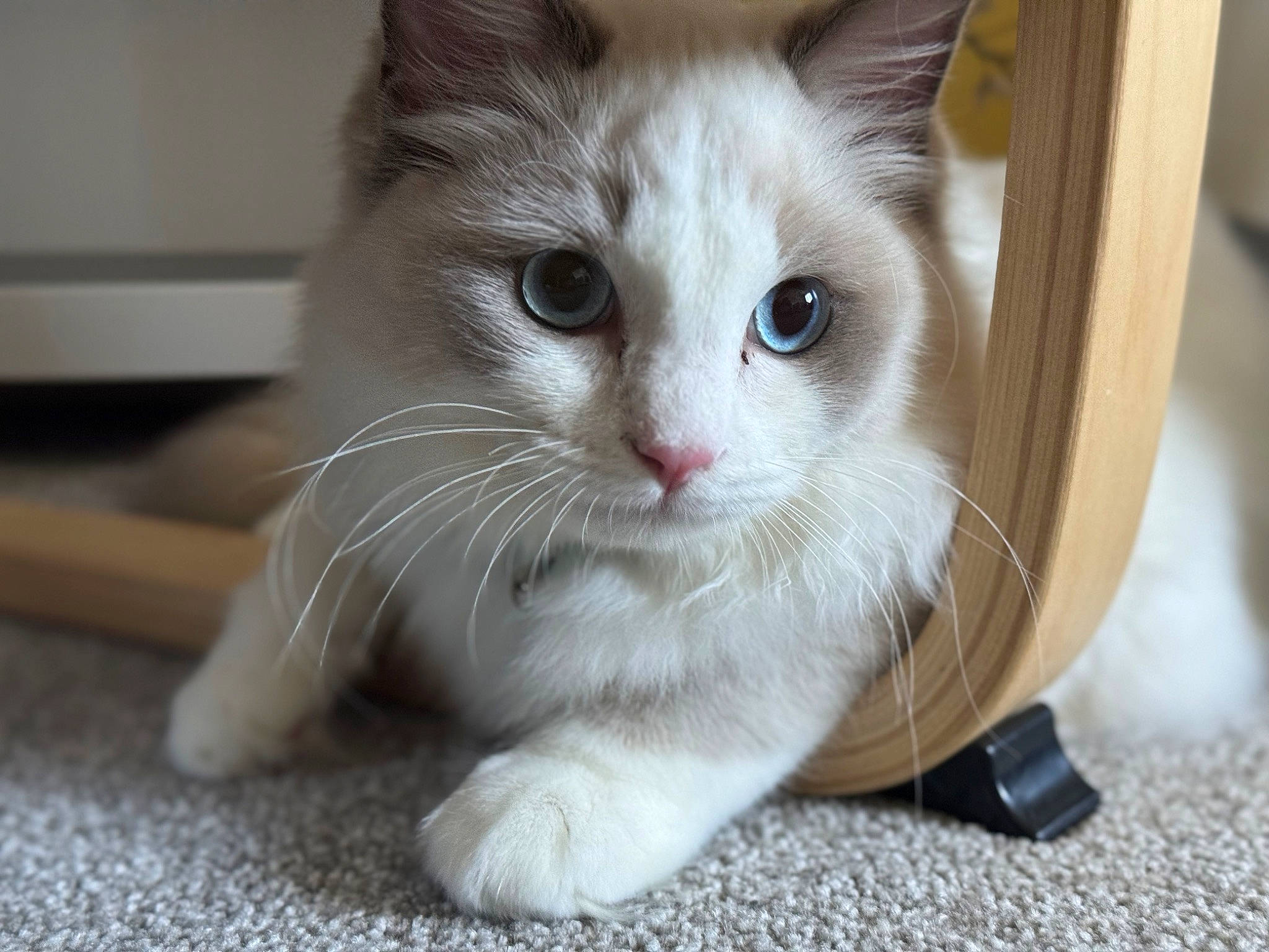 Max joined the competition — help win amazing prizes! carnivore, cat, cat_furniture, claw, comfort, domestic_short_haired_cat, fawn, felidae, flooring, foot, fur, hardwood, paw, pet_supply, small_to_medium_sized_cats, snout, tail, thai, whiskers