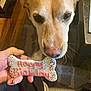 animal, birthday, bone_shaped, brown_dog, carpet, celebration, close_up, curious, dog, floor, food, hand, human_leg, indoor, pet, pink_icing, shoes, sniffing, sprinkles, treat