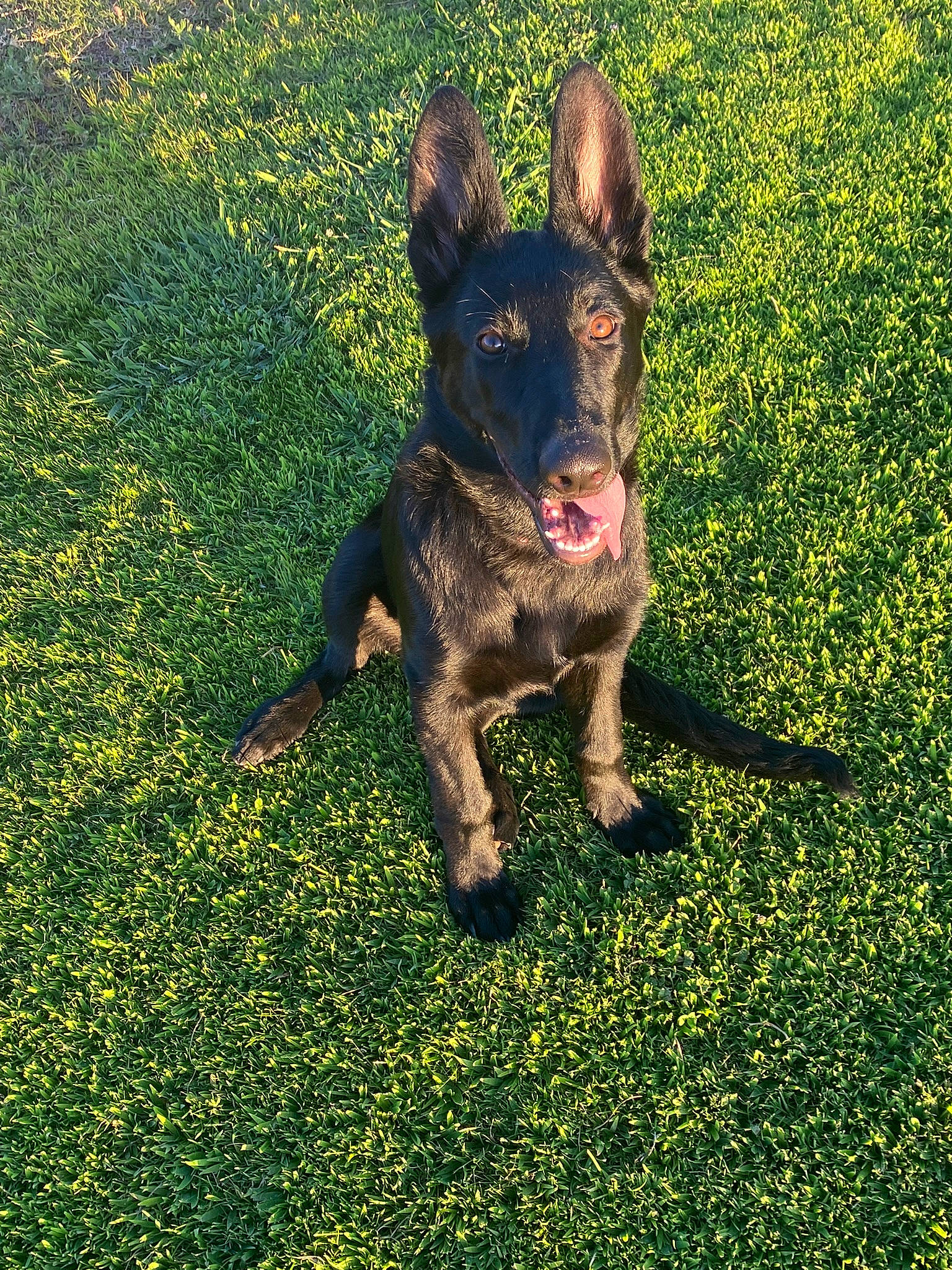 Zelda joined the competition — help win amazing prizes! canidae, carnivore, companion_dog, dog, dog_breed, eye, fawn, flower, grass, grassland, groundcover, guard_dog, happy, herding_dog, people_in_nature, plant, shadow, sporting_group, terrestrial_animal, working_animal