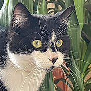 Arthur participe au concours pour gagner de l'argent avec cette photo : cat, tuxedo_cat, close_up, yellow_eyes, whiskers, black_and_white, pet, animal, plant, greenery, indoor, curious, alert, face, fur, portrait, nature, domestic_cat, whisker, houseplant
