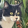 cat, tuxedo_cat, close_up, yellow_eyes, whiskers, black_and_white, pet, animal, plant, greenery, indoor, curious, alert, face, fur, portrait, nature, domestic_cat, whisker, houseplant