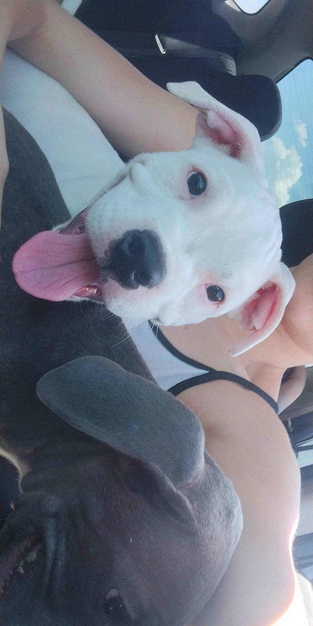 Ash joined the competition — help win amazing prizes! canidae, carnivore, collar, companion_dog, dog, dog_breed, dog_collar, ear, fawn, fur, happy, hat, non_sporting_group, pink, puppy_love, selfie, snout, sporting_group, working_animal