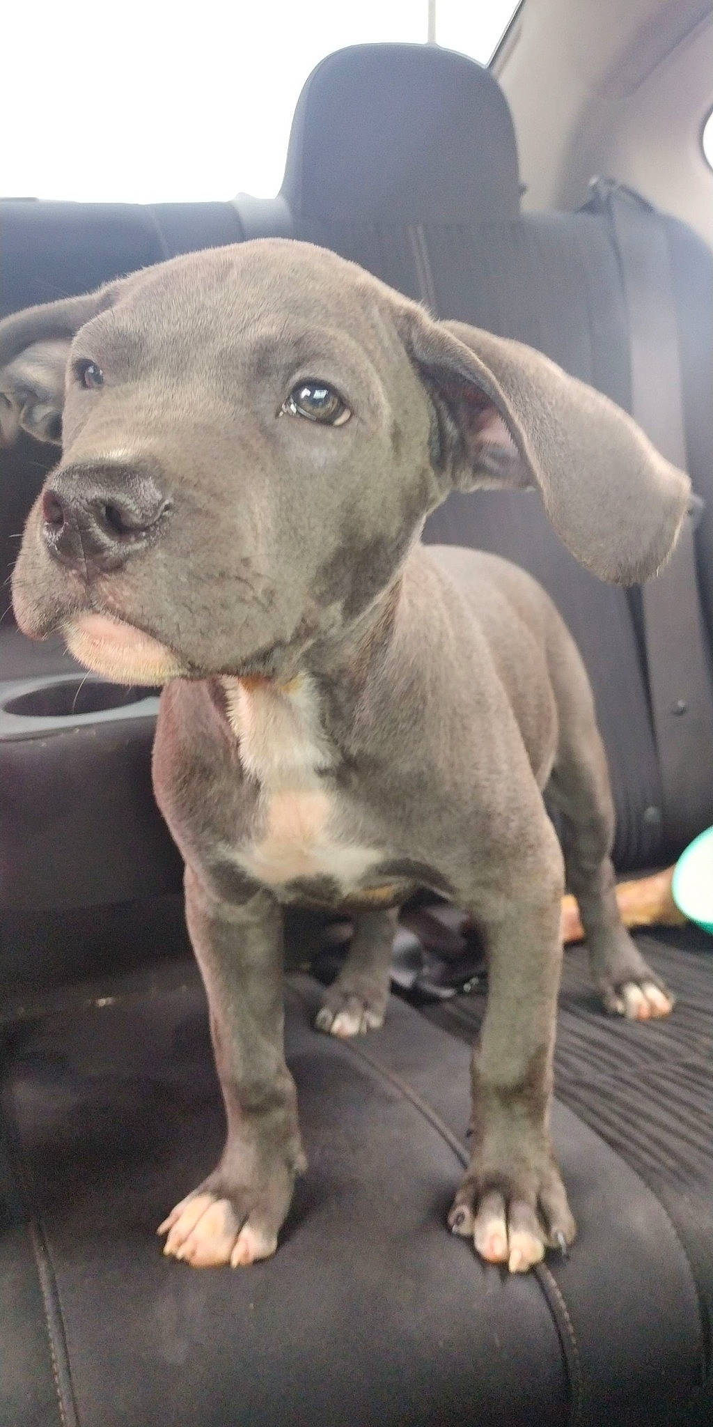 Ash joined the competition — help win amazing prizes! carnivore, companion_dog, dog, dog_breed, fawn, gun_dog, liver, metal, non_sporting_group, snout, sporting_group, terrestrial_animal, whiskers, working_animal