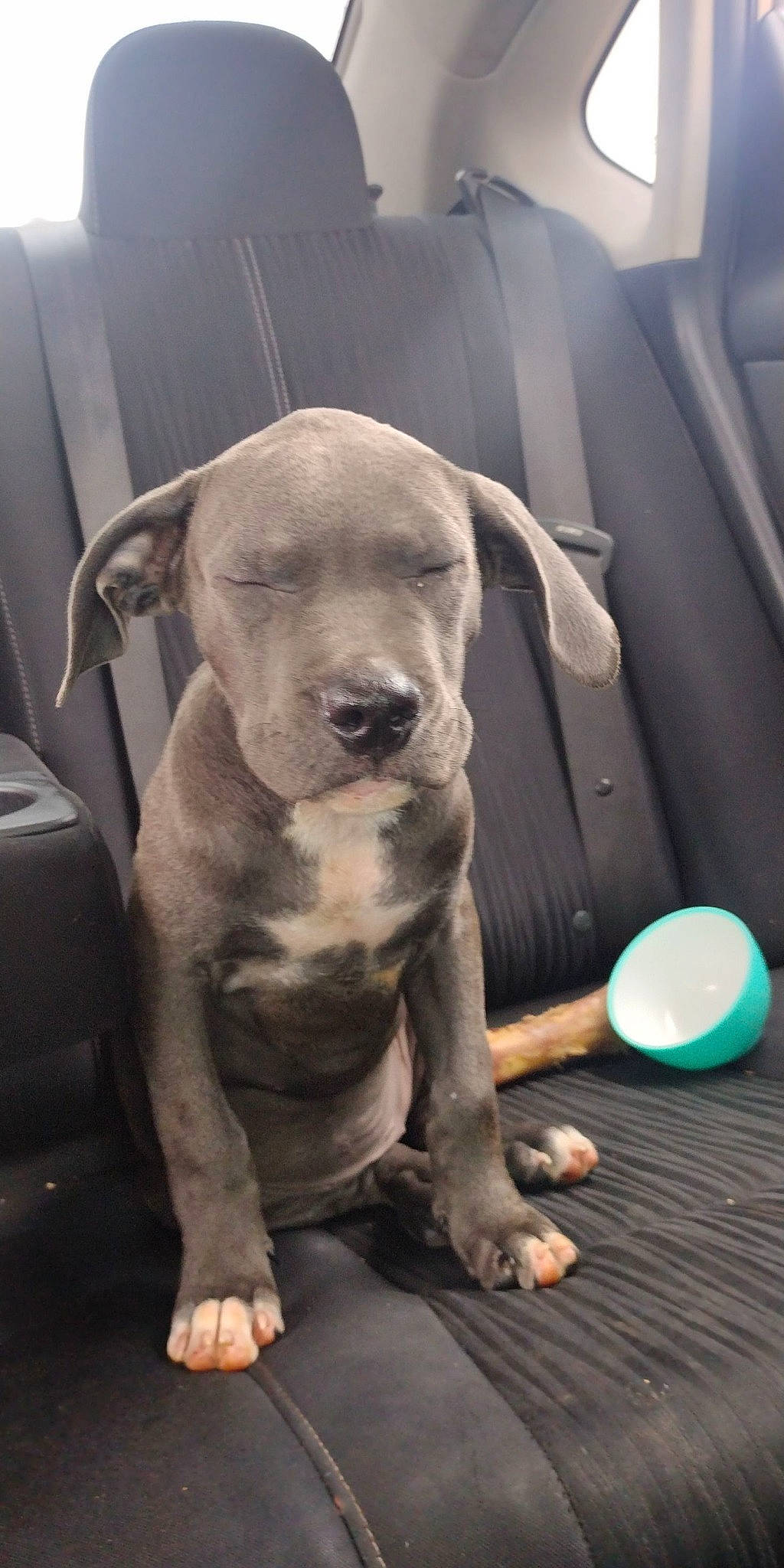 Ash joined the competition — help win amazing prizes! canidae, car_seat, carnivore, comfort, companion_dog, dog, dog_breed, family_car, fawn, guard_dog, liver, paw, snout, sporting_group, toy_dog, vehicle, whiskers, wood, working_animal, wrinkle