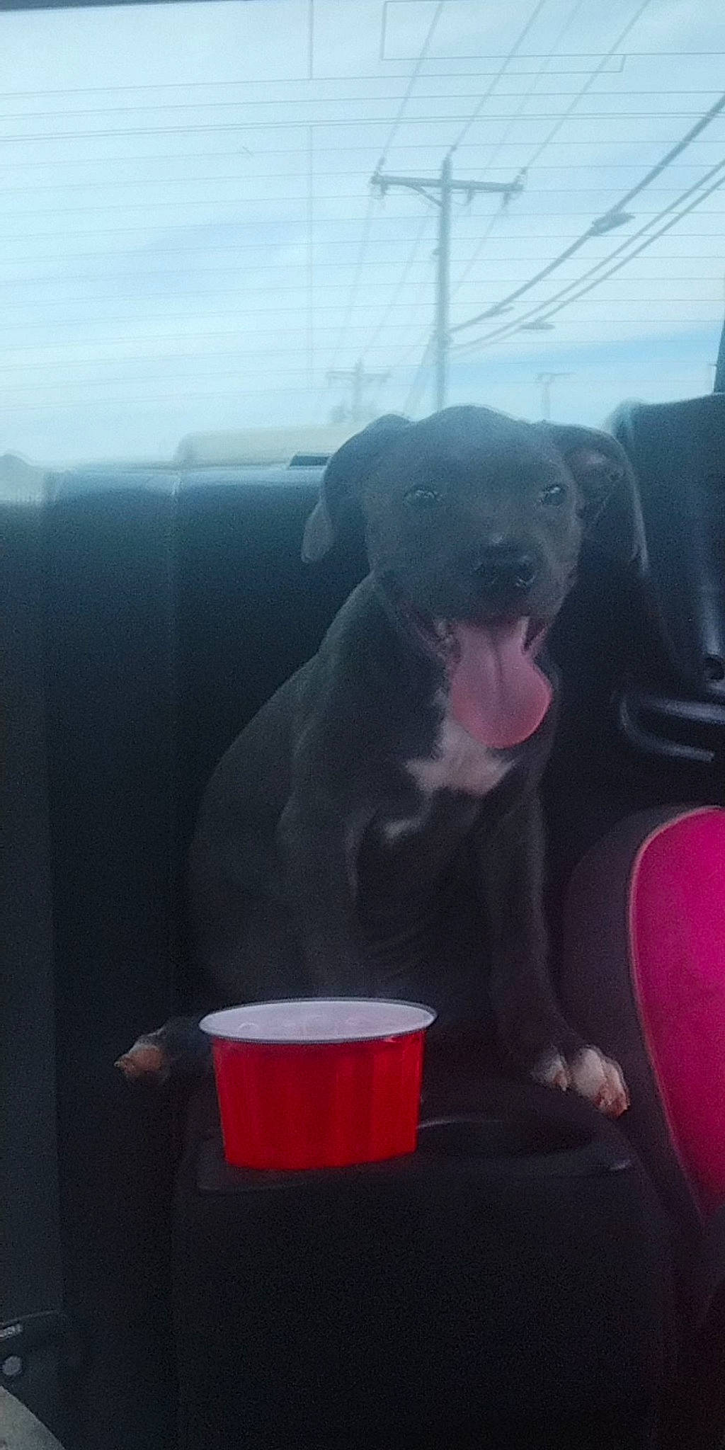 Ash joined the competition — help win amazing prizes! auto_part, canidae, carmine, carnivore, cloud, companion_dog, cup, dog, dog_breed, dog_collar, drinkware, guard_dog, non_sporting_group, sky, sporting_group, vehicle_door, windshield, working_animal, working_dog