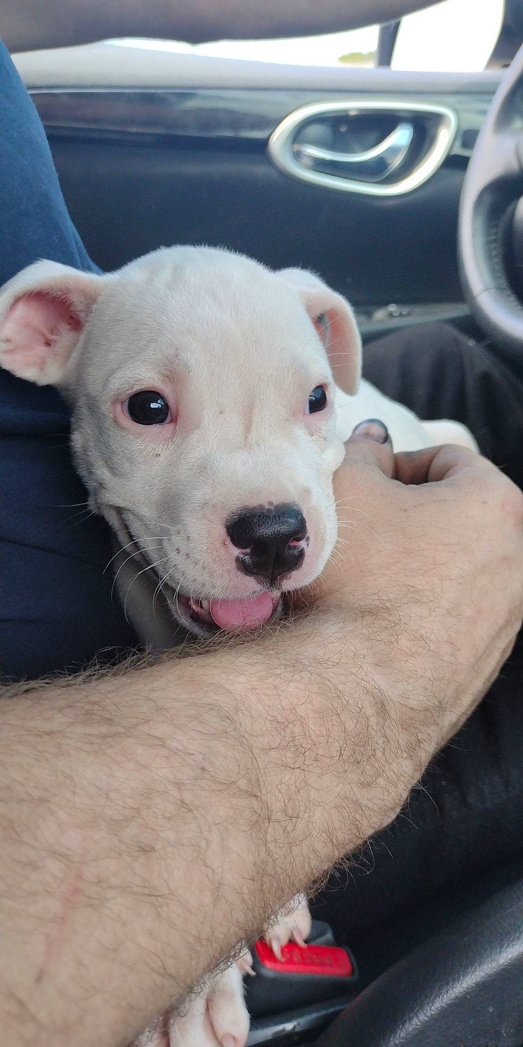 Tengen is registered to the contest to win money with this photo: automotive_tire, bull_terrier, canidae, carnivore, comfort, companion_dog, corgi_chihuahua, dog, dog_breed, dogo_argentino, fawn, guard_dog, non_sporting_group, photography, sporting_group, suidae, terrestrial_animal, toy_dog, whiskers, working_animal