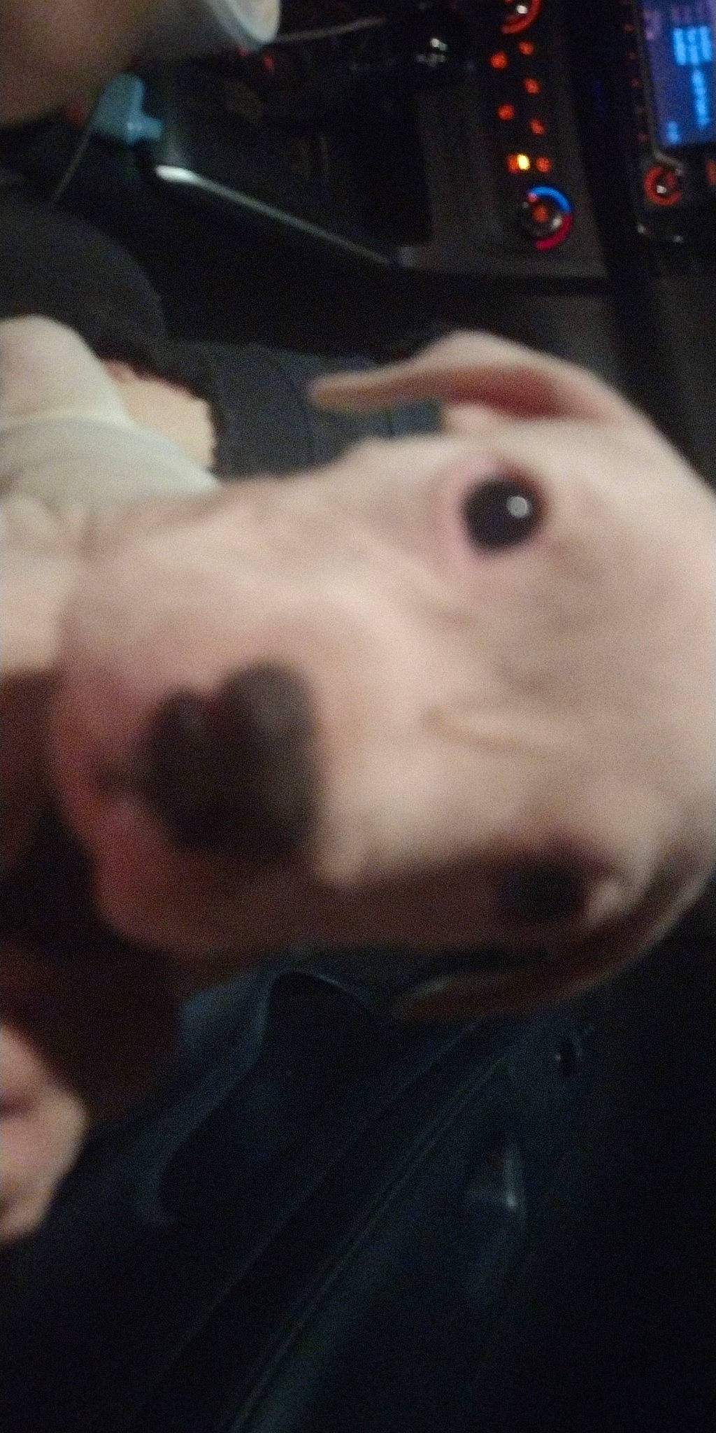 Tengen joined the competition — help win amazing prizes! canidae, carnivore, companion_dog, darkness, dog, dog_breed, ear, fur, jaw, non_sporting_group, snout, sporting_group, whiskers, working_animal