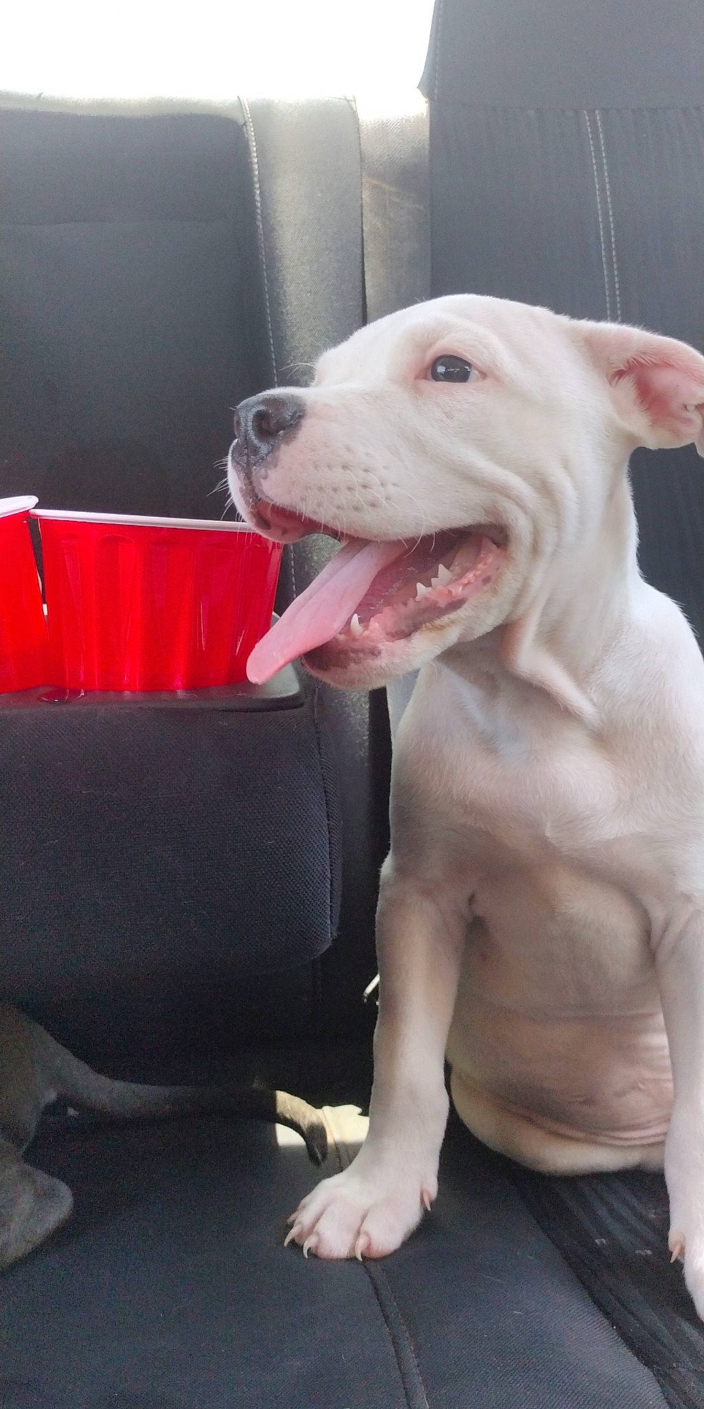 Tengen joined the competition — help win amazing prizes! canidae, carnivore, collar, companion_dog, dog, dog_breed, dog_collar, dogo_argentino, fang, fawn, jaw, molosser, non_sporting_group, pet_supply, pink, snout, sporting_group, terrestrial_animal, whiskers, working_animal