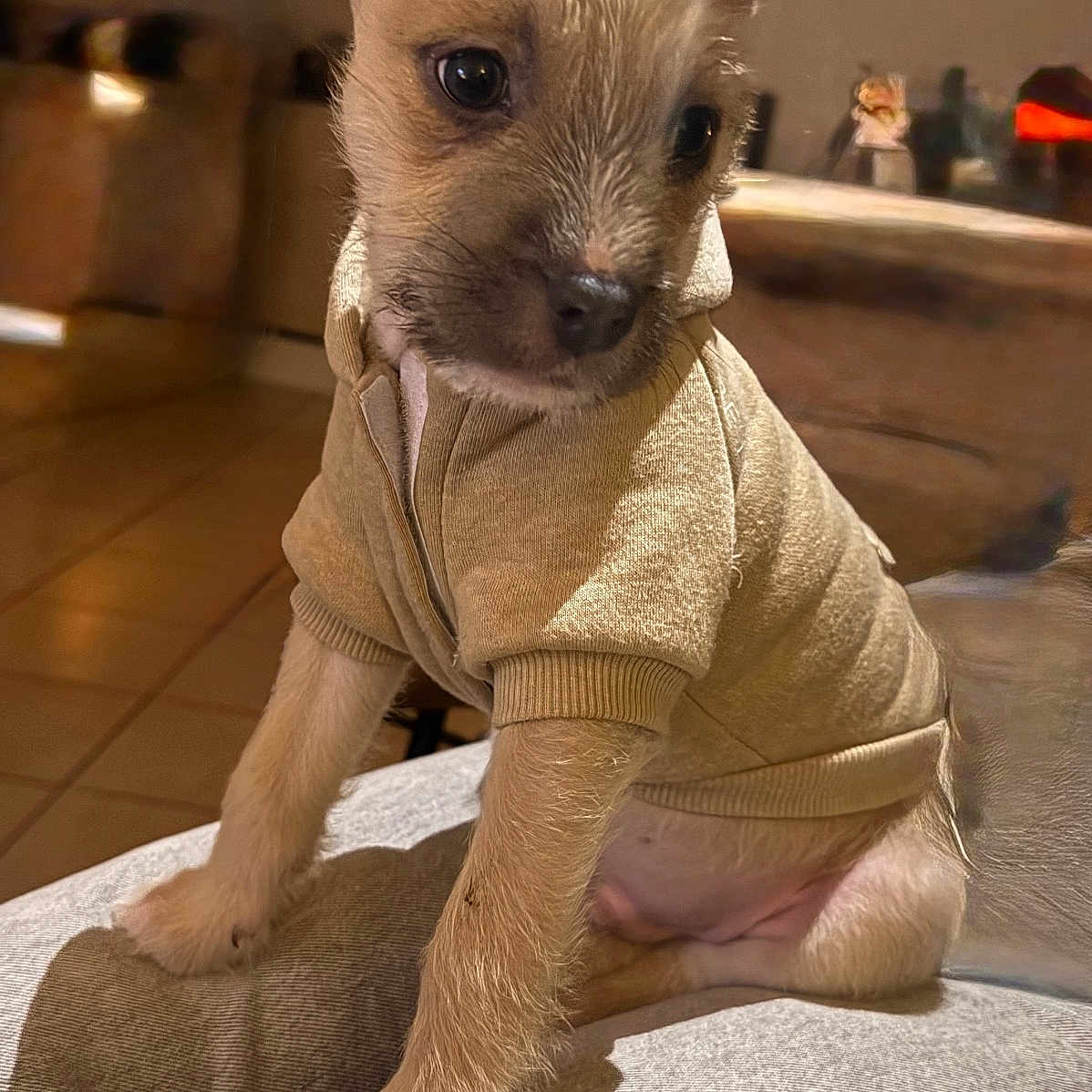 Miskito a rejoint le concours — aidez-le/la à gagner de superbes lots ! animal, clothing, cozy, cute, dog, ears, eyes, floor, fur, hoodie, indoor, lap, legs, nose, person, pet, puppy, small, warm, young