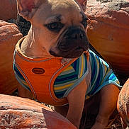 Rufus is registered to the contest to win money with this photo: dog, puppy, french_bulldog, pumpkin, orange, autumn, outdoor, pet, animal, cute, costume, colorful, sunlight, nature, fall, harvest, seasonal, mammal, portrait, sitting
