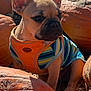 dog, puppy, french_bulldog, pumpkin, orange, autumn, outdoor, pet, animal, cute, costume, colorful, sunlight, nature, fall, harvest, seasonal, mammal, portrait, sitting
