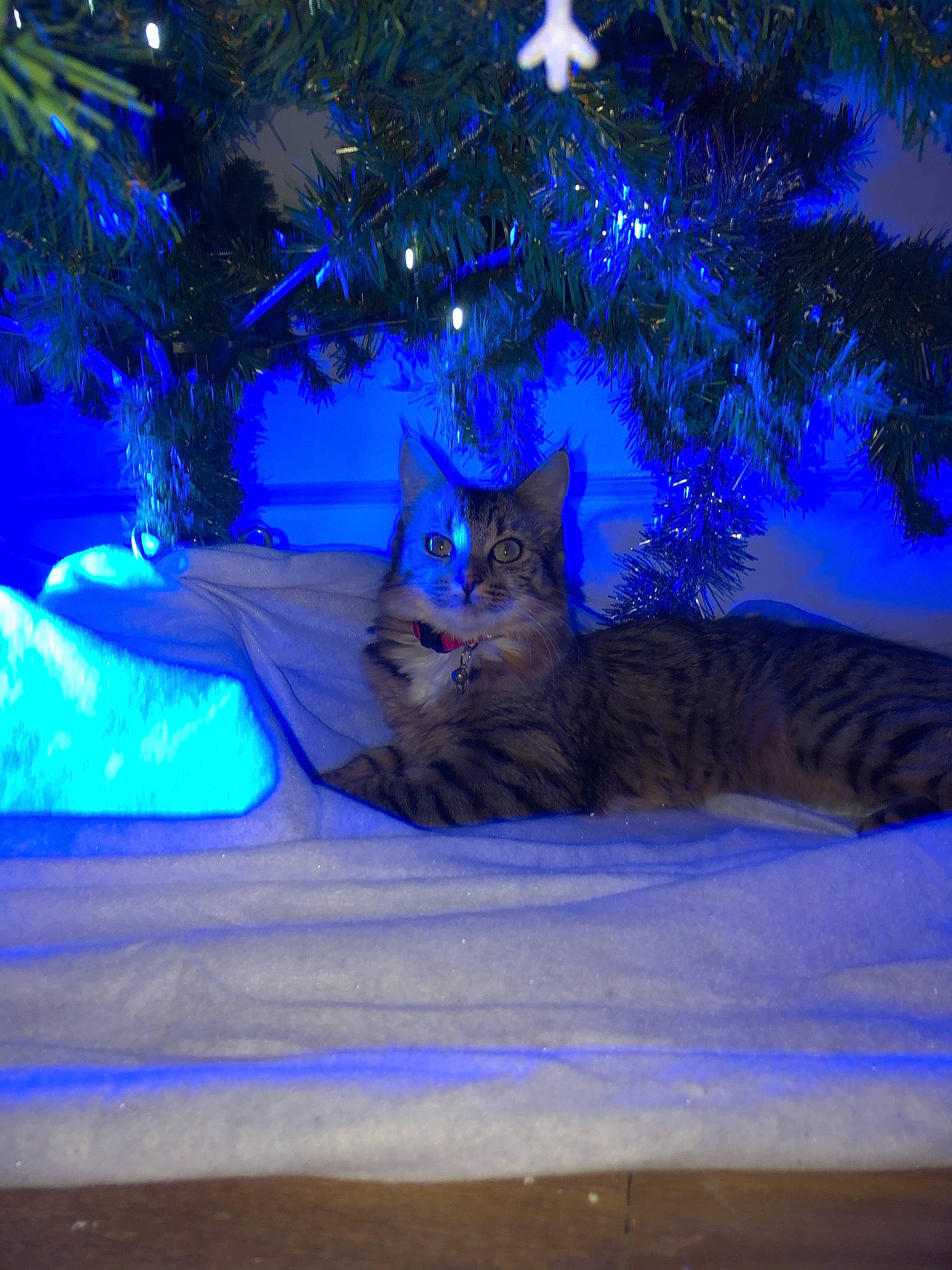 Ibyza participe au concours pour gagner de l'argent avec cette photo : blue, carnivore, cat, christmas, christmas_decoration, christmas_eve, christmas_lights, christmas_ornament, christmas_tree, conifer, felidae, fir, fur, holiday, majorelle_blue, pine_family, small_to_medium_sized_cats, tail, vertebrate, whiskers