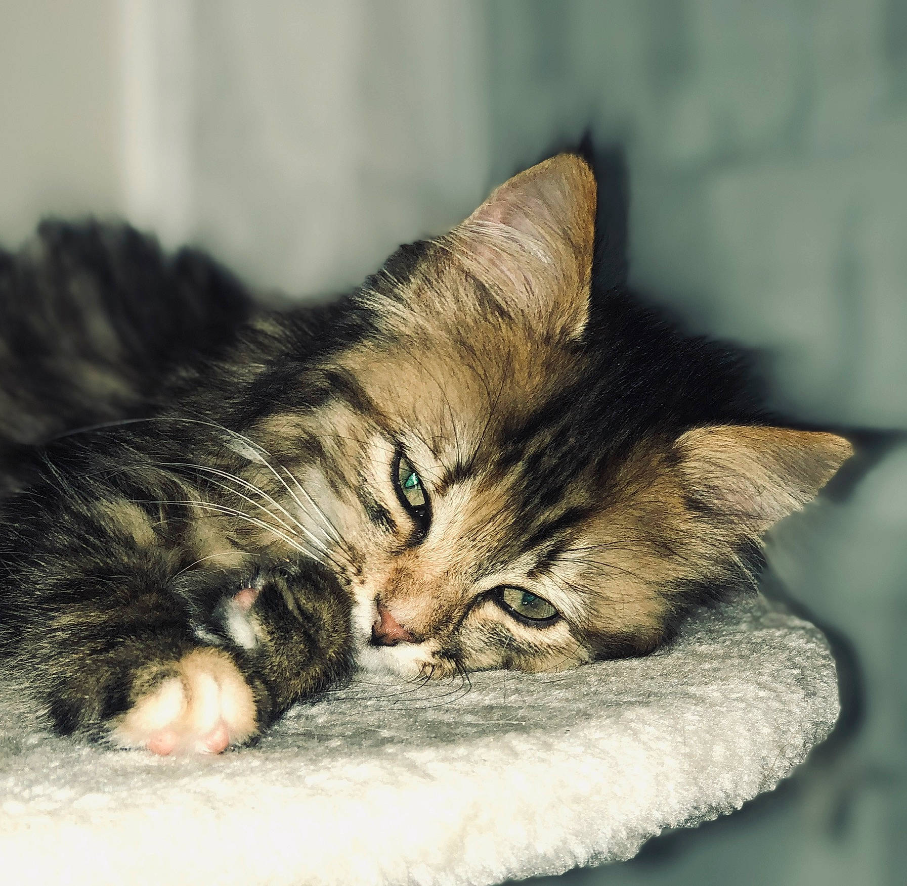 Ibyza participe au concours pour gagner de l'argent avec cette photo : carnivore, cat, claw, comfort, curious, domestic_short_haired_cat, fawn, felidae, fur, kitten, nap, paw, skin, small_to_medium_sized_cats, snout, tabby_cat, vertebrate, whiskers