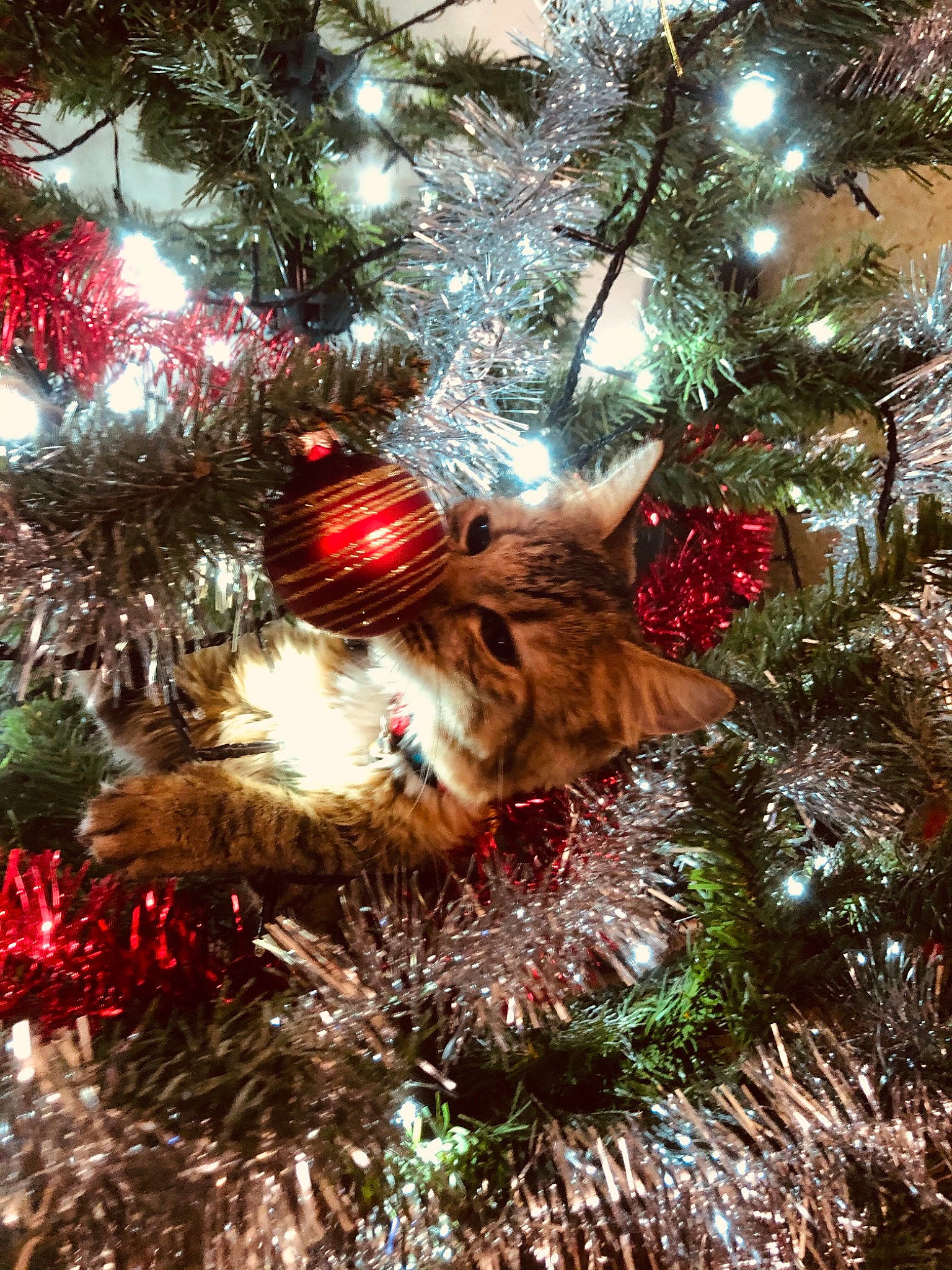 Ibyza a rejoint le concours — aidez-le/la à gagner de superbes lots ! carnivore, christmas, christmas_decoration, christmas_eve, christmas_lights, christmas_ornament, christmas_tree, conifer, event, festival, fir, fur, holiday, holiday_ornament, interior_design, natural_material, ornament, pine, pine_family, tradition