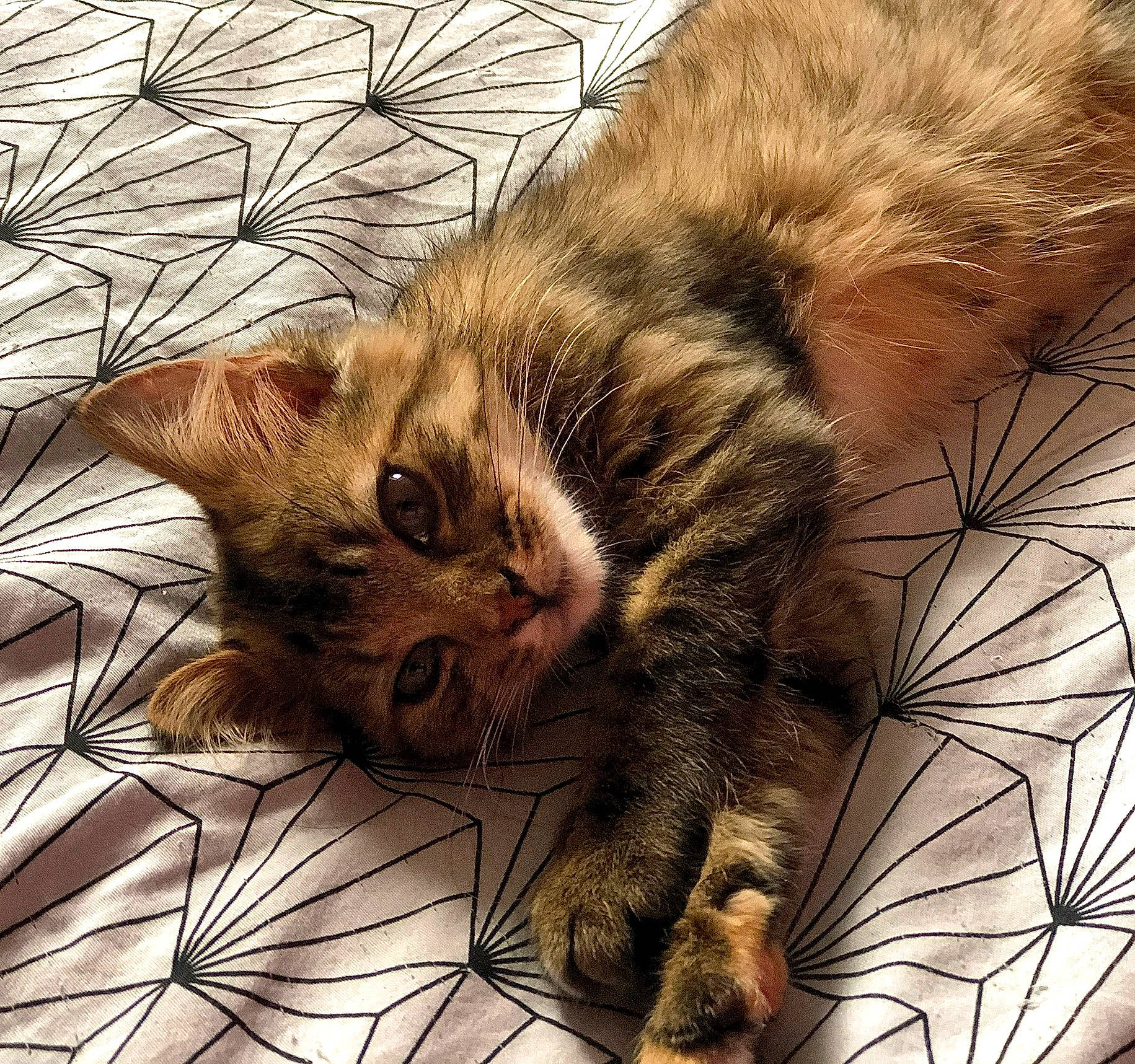 Ibyza a rejoint le concours — aidez-le/la à gagner de superbes lots ! carnivore, cat, claw, domestic_short_haired_cat, felidae, fur, kitten, paw, small_to_medium_sized_cats, snout, toe, whiskers