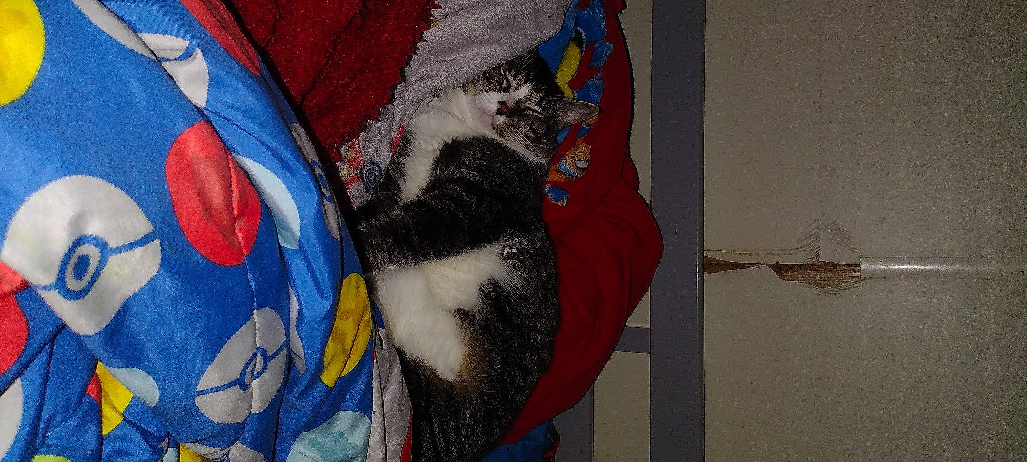 Boogie joined the competition — help win amazing prizes! art, carmine, carnivore, cat, comfort, domestic_short_haired_cat, electric_blue, felidae, fur, grey, lap, linens, nap, pattern, paw, small_to_medium_sized_cats, tail, visual_arts, whiskers